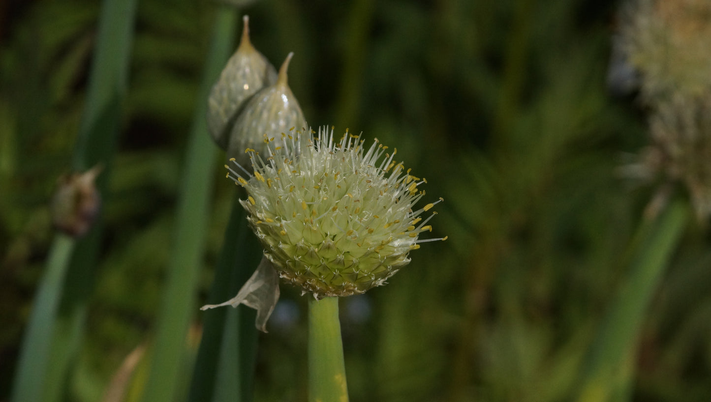 Allium fistulosum - Winter-Heckenzwiebel