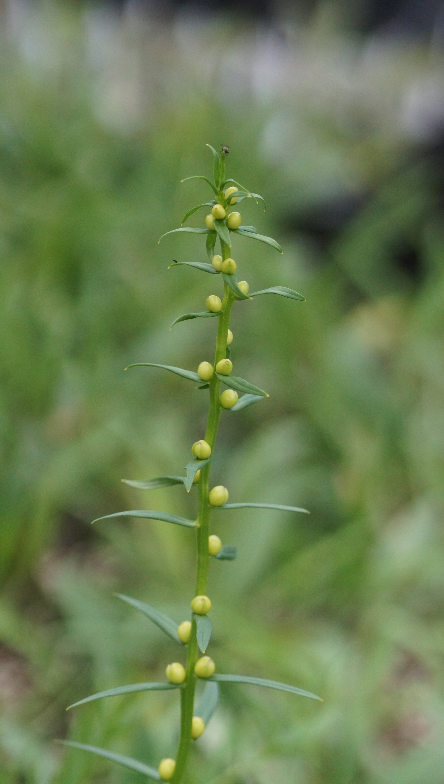 Lilium bulbiferum subsp. bulbiferum - Bulbillentragende Feuerlilie