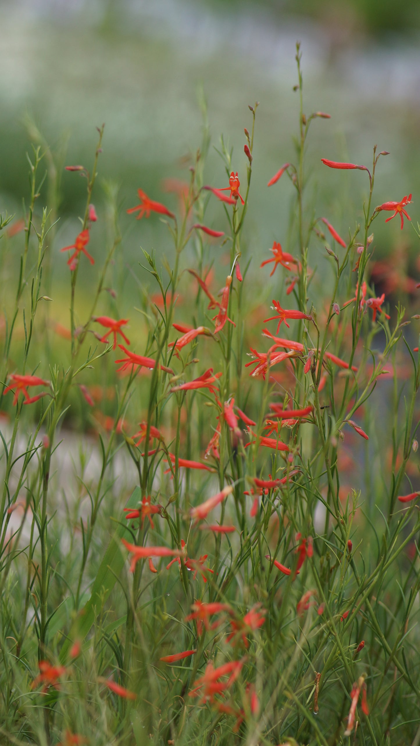 Penstemon pinifolius - Kiefernblättriger Bartfaden