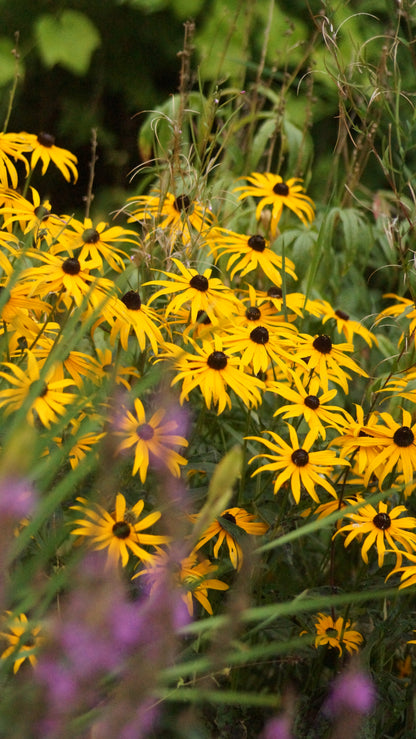 Rudbeckia fulgida var. sullivantii 'Goldsturm' - Sonnenhut