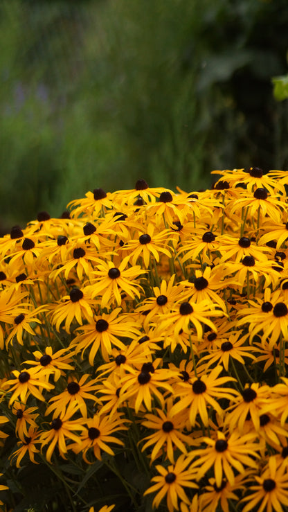 Rudbeckia fulgida var. sullivantii 'Goldsturm' - Sonnenhut