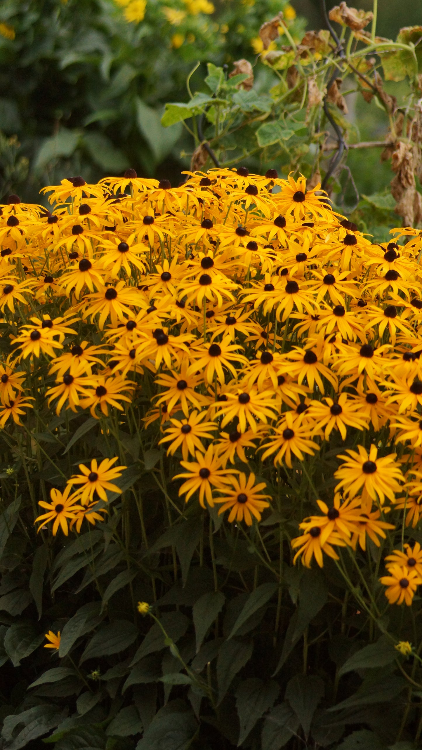 Rudbeckia fulgida var. sullivantii 'Goldsturm' - Sonnenhut