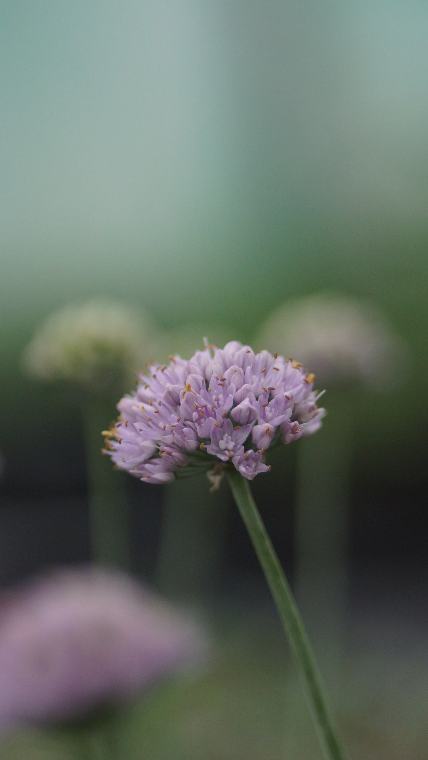 Allium senescens var. glaucum - Bläulicher Berg-Lauch