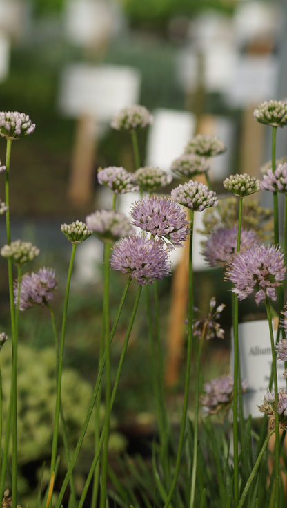 Allium senescens var. glaucum - Bläulicher Berg-Lauch