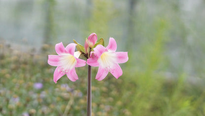 Amaryllis belladonna - Echte Amaryllis