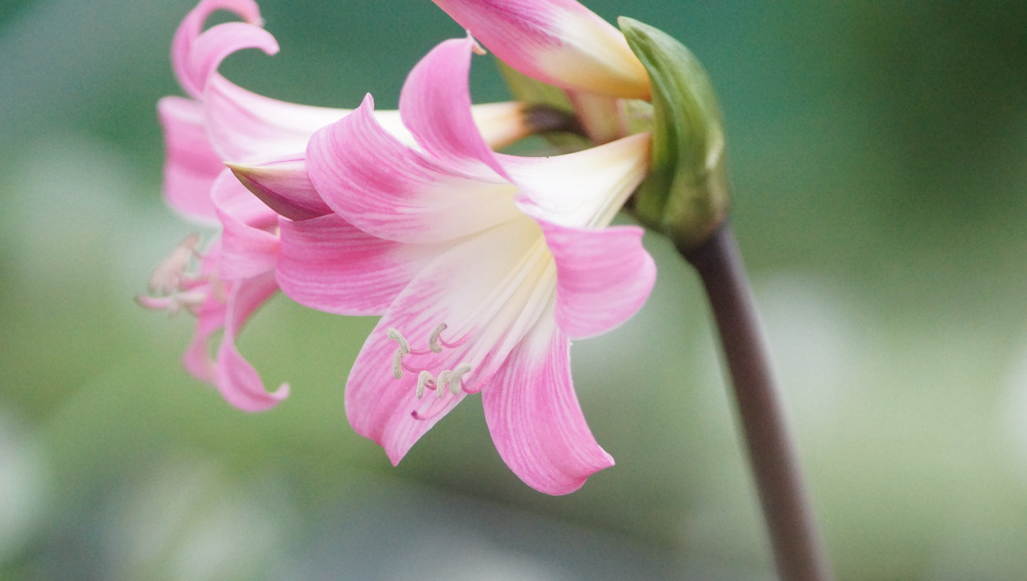 Amaryllis belladonna - Echte Amaryllis