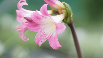 Amaryllis belladonna - Echte Amaryllis